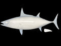 26-INCH SKIPJACK TUNA BLANK, STANDARD