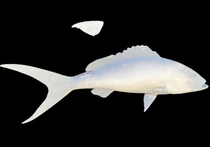 27-INCH YELLOWTAIL SNAPPER BLANK, STANDARD