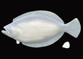 28-INCH FLOUNDER BLANK, STANDARD