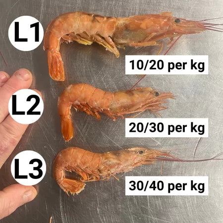 2KG QUEEN PRAWNS HEAD ON UNCLEANED