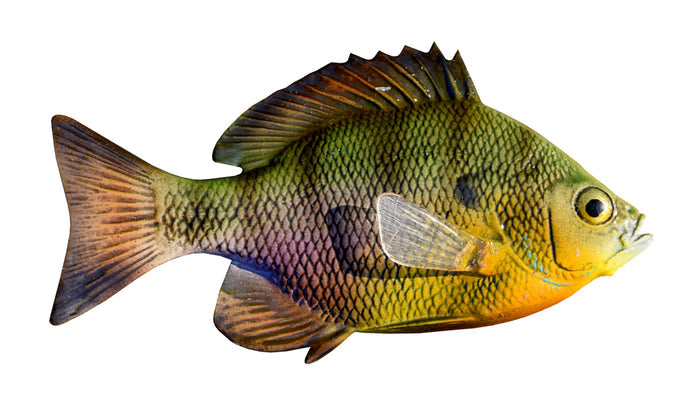 4-INCH BLUEGILL BAITFISH MOUNT (R)