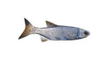 4-INCH MINNOW BAITFISH MOUNT (R)