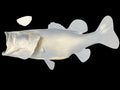 5-POUND LARGEMOUTH BASS BLANK, STANDARD