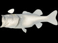 6-POUND LARGEMOUTH BASS BLANK, STANDARD