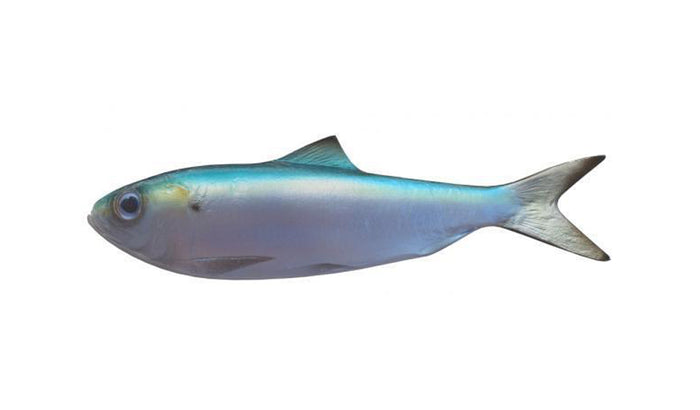 7-INCH HERRING BAITFISH MOUNT (L)