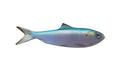 7-INCH HERRING BAITFISH MOUNT (R)