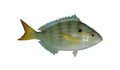7-INCH PINFISH BAITFISH MOUNT (R)
