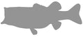 7-POUND LARGEMOUTH BASS BLANK, STANDARD