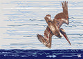 Americana Tide Diver 2
