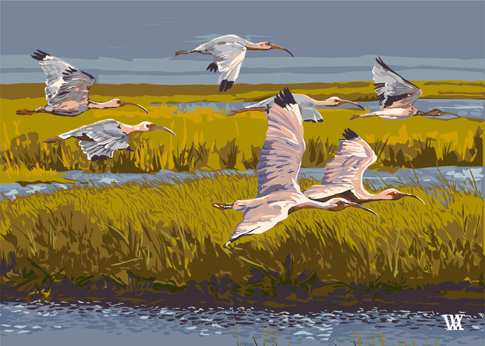 Blue and Gold Marsh Flyer
