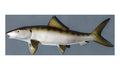 BONEFISH, MINIATURE