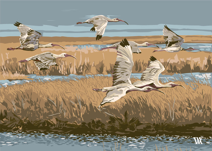 Buttercup Marsh Flyer