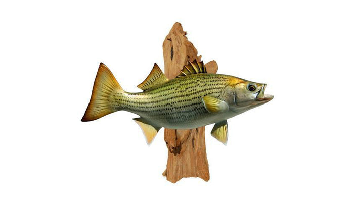 CEDAR DRIFTWOOD, SMALL