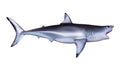 GREAT WHITE SHARK, MINIATURE