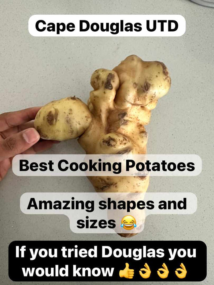 HALF POCKET +-4.5KG CLASS 1 UP TO DATE POTATOES