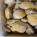 JUMBO ORANGE CRAB 1.9 -2kg 2 Crab