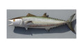KINGFISH, MINIATURE