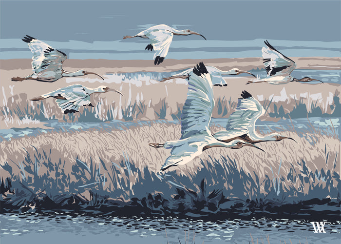 Light Blue Marsh Flyer