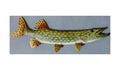 NORTHERN PIKE, MINIATURE