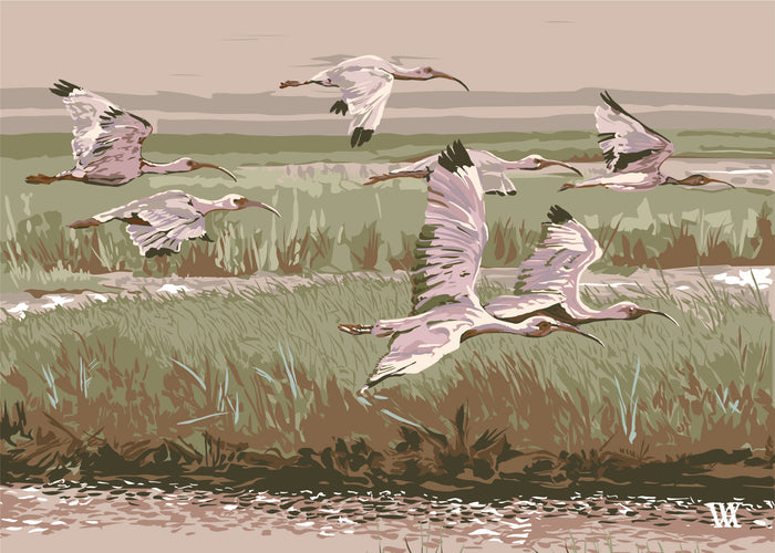 Pale Pink Marsh Flyer