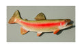 RAINBOW TROUT, MINIATURE