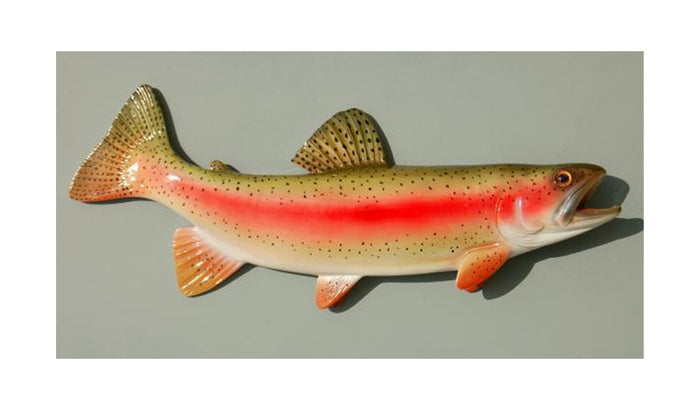 RAINBOW TROUT, MINIATURE