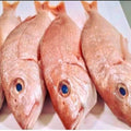 RED FISH - FISH -VALUE PACK WITH HEAD 1.5 kg CAUGHT & FROZEN AT SEA