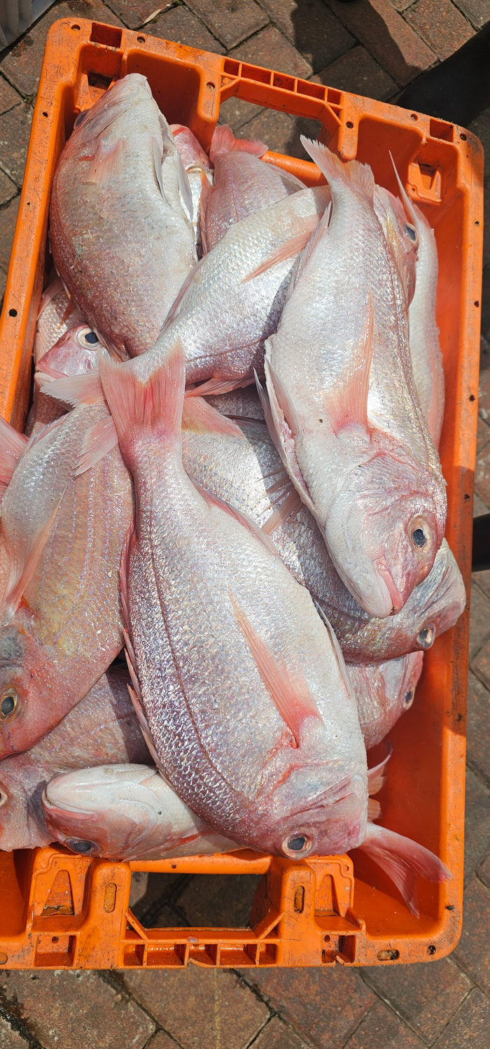 RED LINE FISH VALUE PACK WITH HEAD 2kg