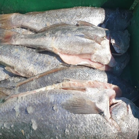 Sale KABELJOU SALMON