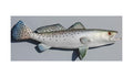 SEATROUT, MINIATURE