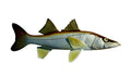 SNOOK, MINIATURE