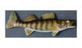 WALLEYE, MINIATURE