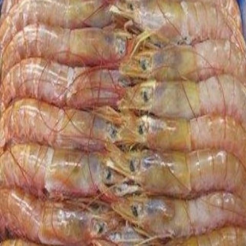 WHOLESALE 12KG BULK PACK -  KING PRAWNS HEAD ON