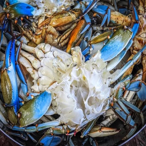 WHOLESALE CLEANED BLUE CRAB 10KG