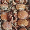 WHOLESALE MEDIUM ORANGE CRAB 10KG UNCLEAN