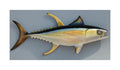 YELLOWFIN TUNA, MINIATURE